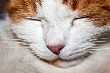 Sleeping red cat. Face close up