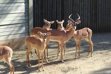 Black-faced impala on a sunny spring day