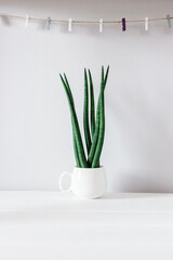 mockup ornamental plant - sansevieria, succulent. Modern decor, looks spectacular at home or in the office