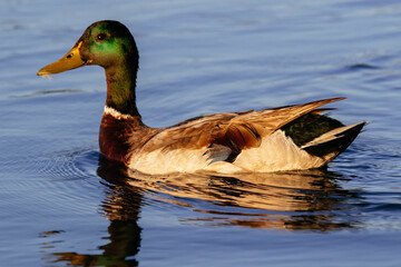 Wild duck, Mallard