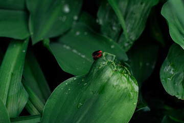 ladybug on a leaf
