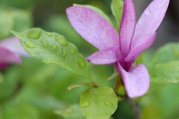 Pink magnolia flowers in summer