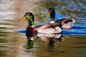 Wild duck, Mallard