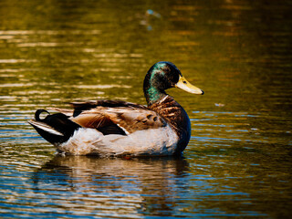 Wild duck, Mallard