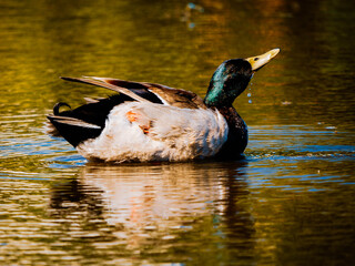 Wild duck, Mallard