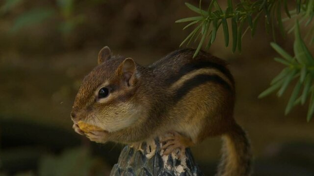 A little chipmunk jumps up and stuffs a peanut into its mouth.