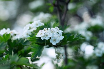 white cherry blossom