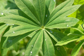 Obraz na płótnie Canvas Lupine leaves with drops after rain