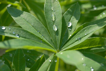 Lupine leaves with drops after rain