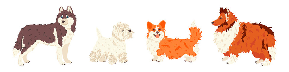 Husky, West Highland White Terrier, Corgi, Collie dog breeds vector flat set. For pet shops and grooming salon landing page, exhibition promo poster, social networks stickers, online guide