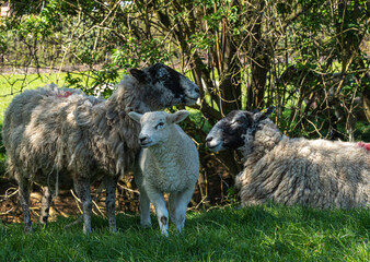 Fototapeta premium Four week old lambs and Sheep low angle view portrait in green grass field
