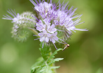 Rainfarn-Phazelie mit Schwebfliege