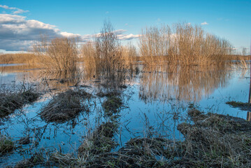 The river overflowed in the spring. Water flooded meadows and shrubs