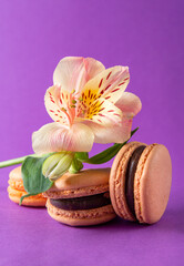 French cookies close-up ,  beige and yellow French macaroons and a green flower Alstroemeria on a purple