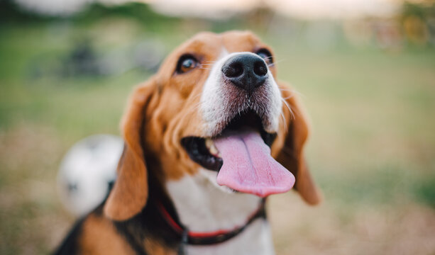 Close up picture of dog's nose and tongue. Moisture of nose and tongue of pet can represent health condition.
