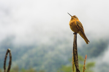 Pájaro colibrí sobre una rama en Valle de Cocora, Colombia © Victor