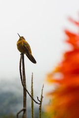 Pájaro colibrí con flor en primer plano © Victor