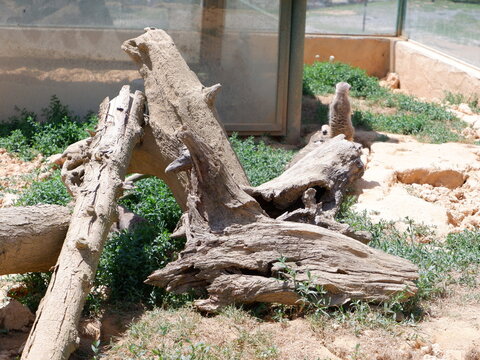 Meerkat animal looking around and playing with its family