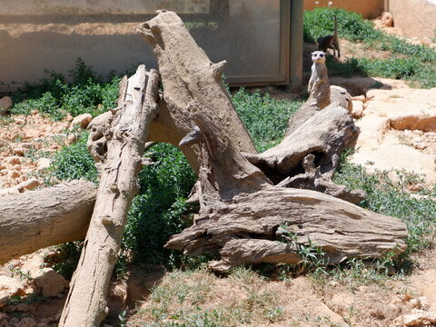 Meerkat animal looking around and playing with its family