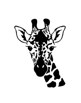Giraffe head. Wild animal logo artwork design. Black and white vector illustration.