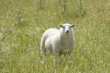 sheep in a field
