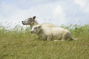 Obraz premium sheep and lamb