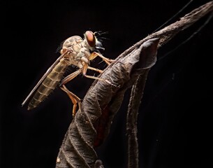 mosquito sucking blood