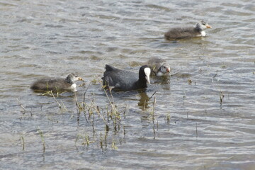 great crested grebe