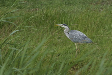 great blue heron