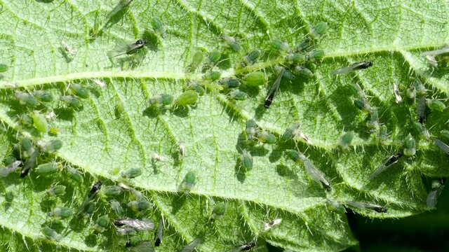 Closeup of Aphid colony ( Hemiptera: Aphididae ) on nettle leaf in 4K VIDEO. Macro footage of insect pests ( plant lice, greenfly, blackfly or whitefly ) sucking juice from plant. 