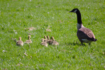 canada goose family