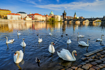 Prague - Vltava river near the Charles bridge with mute swan flock group.  Urban wildlife in...