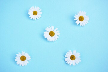 Fototapeta na wymiar daisy flower summer background bright sky blue with copy space 
