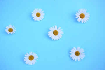 daisy flower summer background bright sky turquoise blue with copy space 