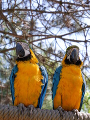 colourful parrots close up shot