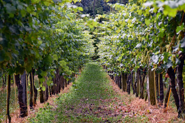 Vineyard in Radebeul (Saxony / Germany) 