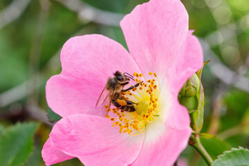 Bee collects honey on a wild rose flower.