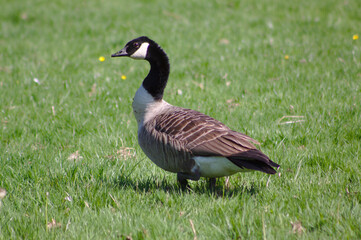 country goose on the grass