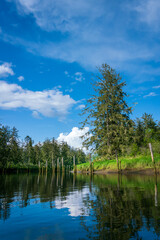 Fototapeta premium Blue Slough Along Chehalis River Kayak Trip