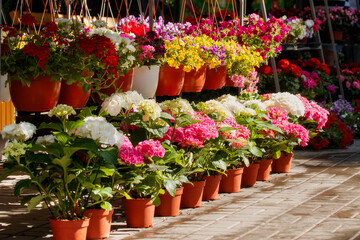 Potted flowers are sold in the garden center. Bright colored hydrangeas and petunias in pots for sale.