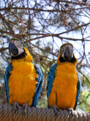 colourful parrots close up shot