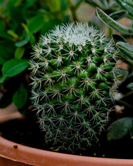 cactus