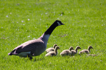 goose and goslings in the grass