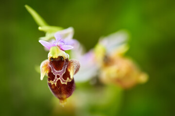Naklejka na ściany i meble Ophrys holoserica holubyana, bee orchid, flowering European terrestrial wild orchid, nature habitat, detail of bloom with green clear background, Czech. Beautiful bloom detail of flower, Bile Karpaty.