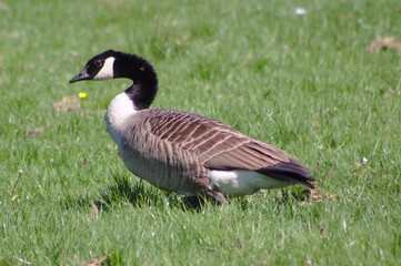 canada goose in the grass
