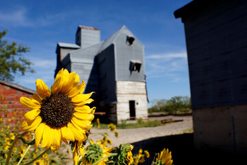 Abandoned grain mill in Kansas with sunflowers blooming - obrazy, fototapety, plakaty