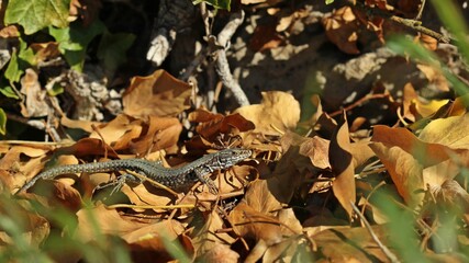 Männliche Mauereidechse (Podarcis muralis brongniardii)
