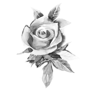 Watercolor Rose.
