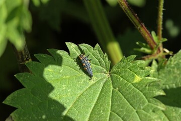 Larve des Siebenpunkt-Marienkäfers oder Siebenpunkts (Coccinella septempunctata)