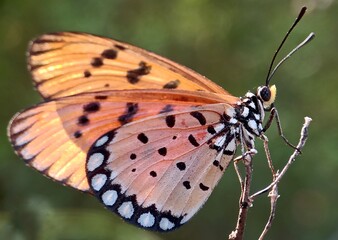 butterfly on a flower